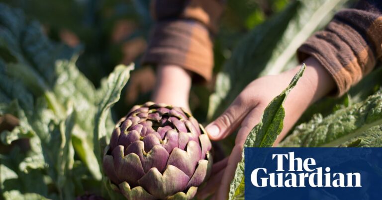 A boy's hands touching an artichoke in a field